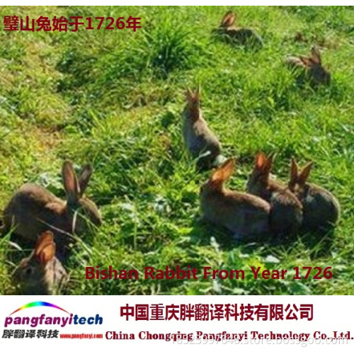Natural  Healthy  Self-breeded  Mountain Rabbit